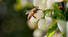 A bee is on a flower with white flowers.