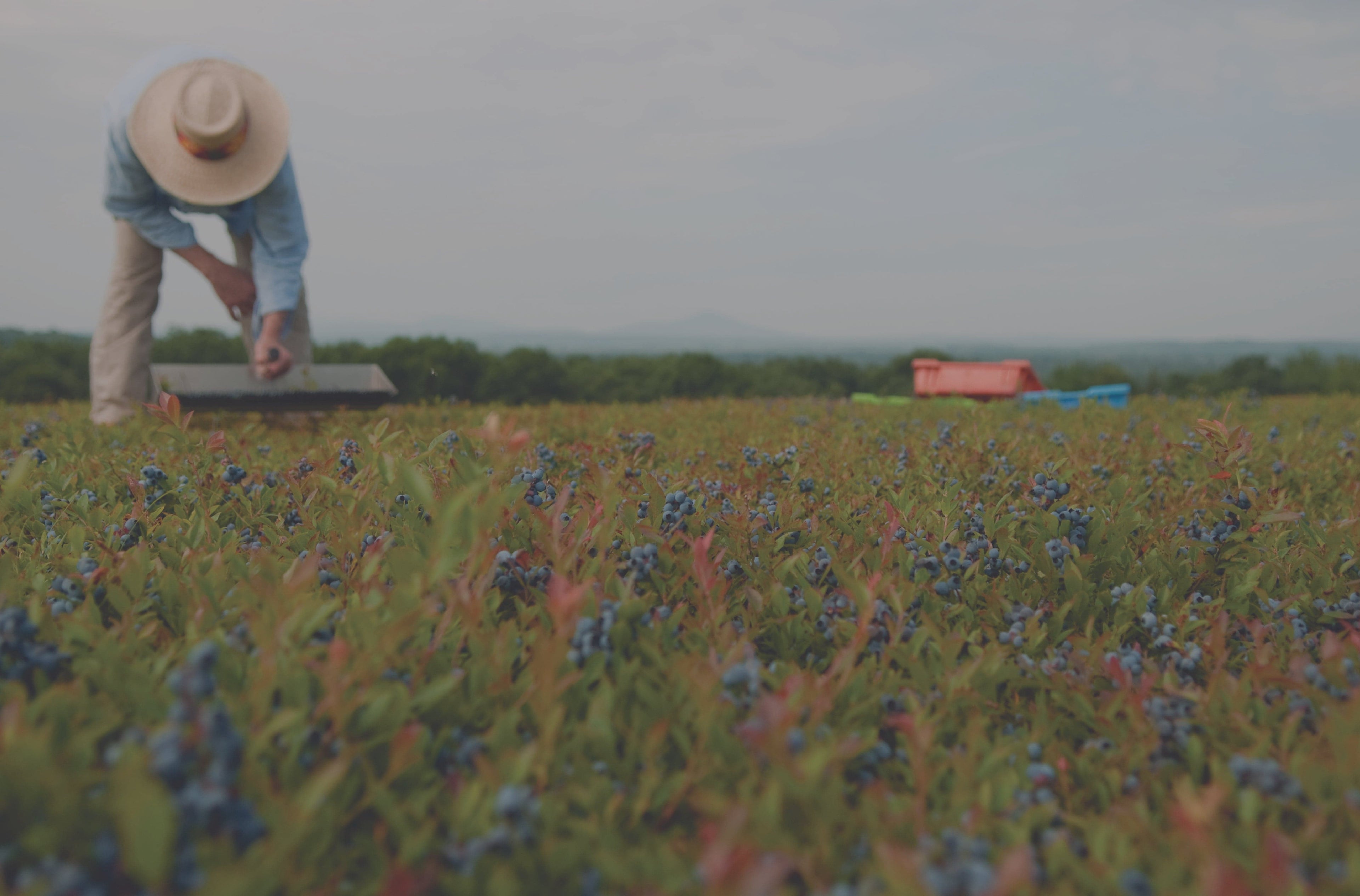A man picking blueberries in a field.
