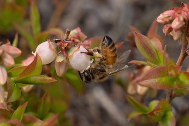 A bee is collecting pollen from a flower.