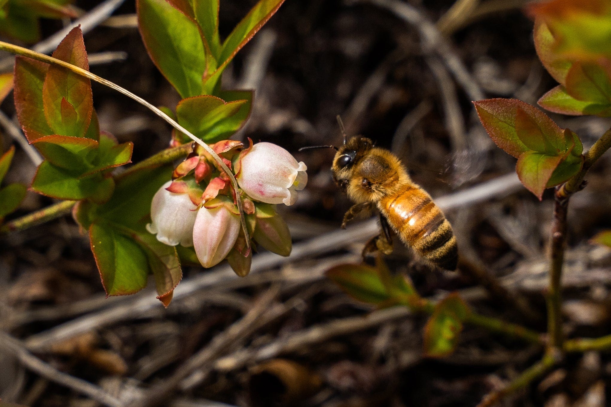 A bee is on a flower.