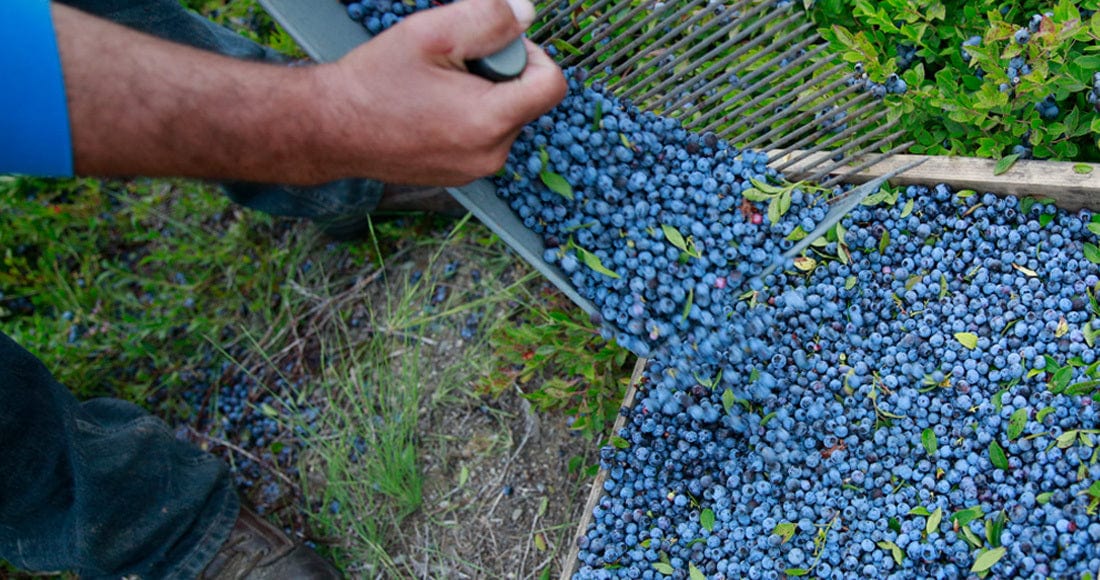 A man picking blueberries in a field.