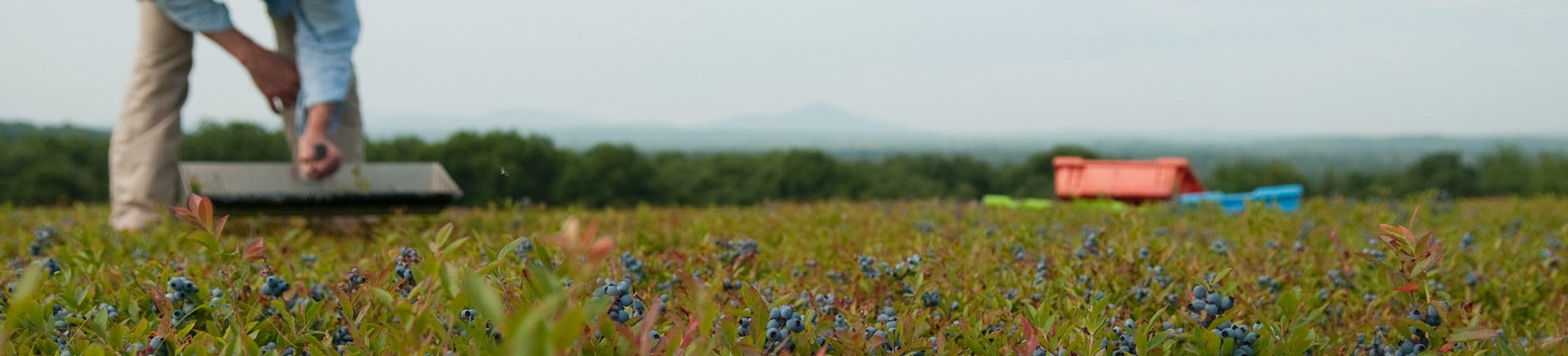 A man is mowing a field of wildflowers.