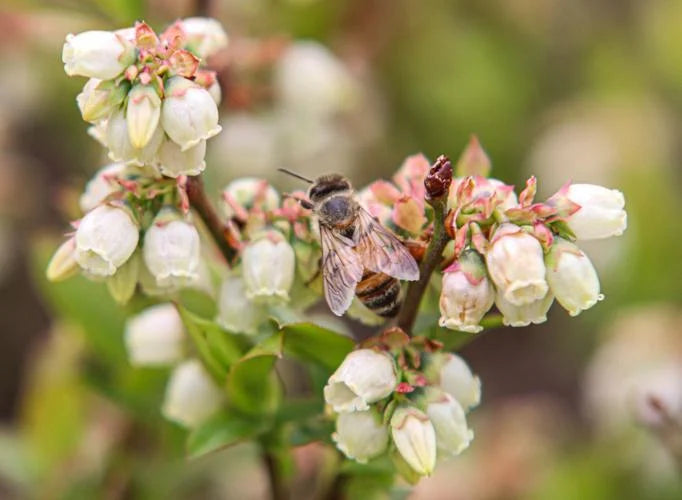 Blueberry Barrens Abuzz With Arrival of Imported Bees