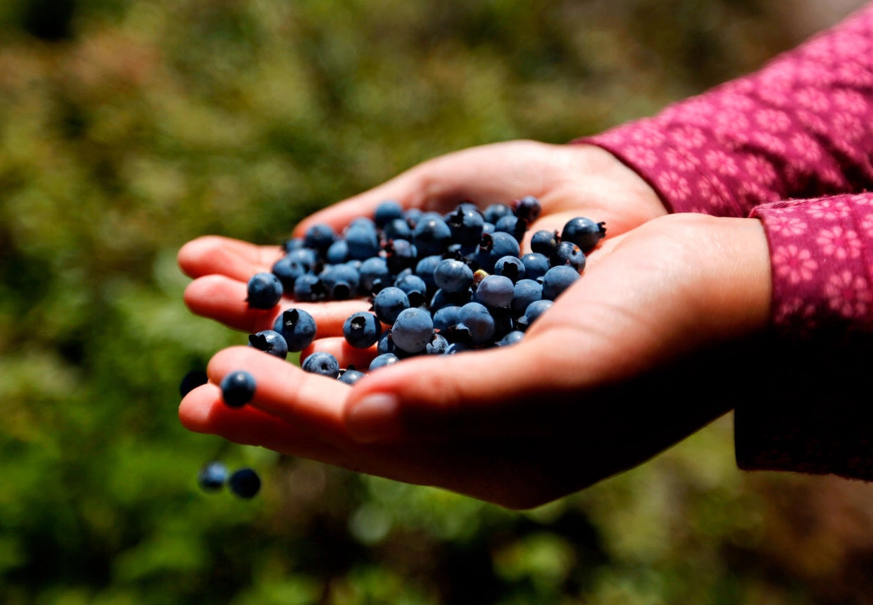 On the Delicious Trail of Wild Blueberries in Maine