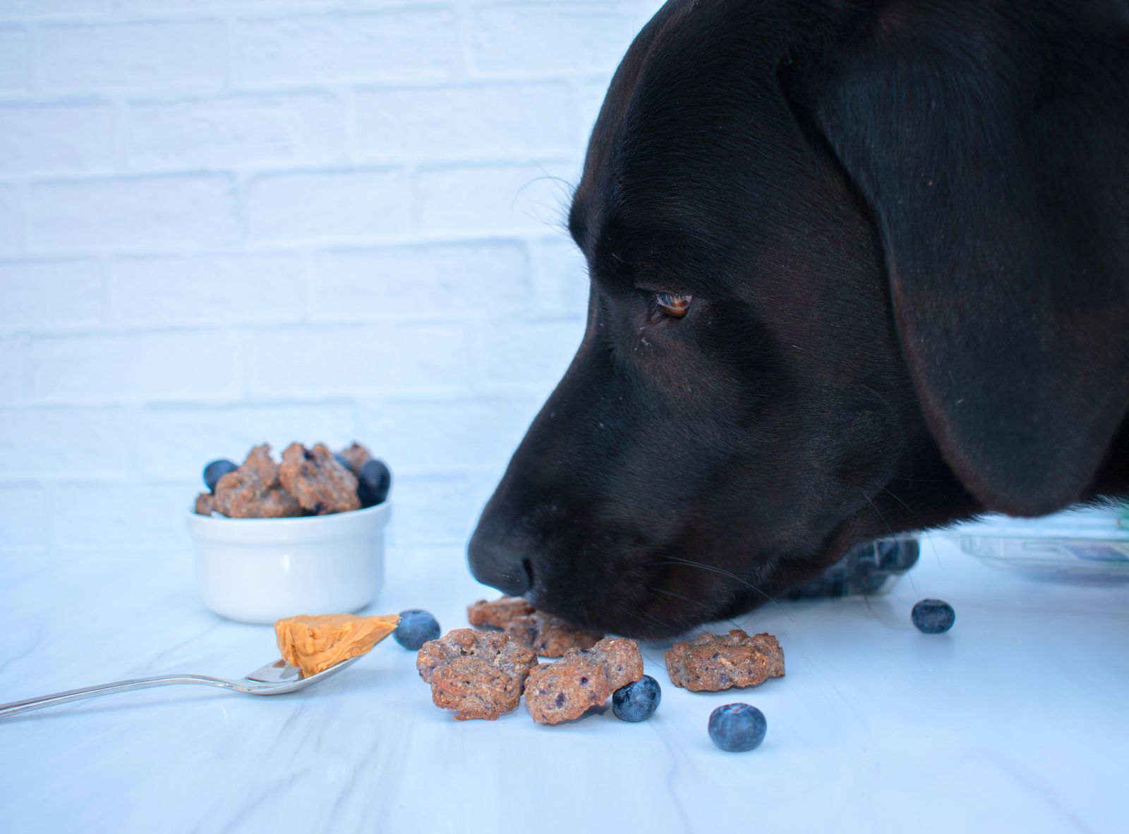 Wild Blueberry Blender Dog Treats