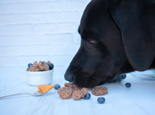 Wild Blueberry Blender Dog Treats