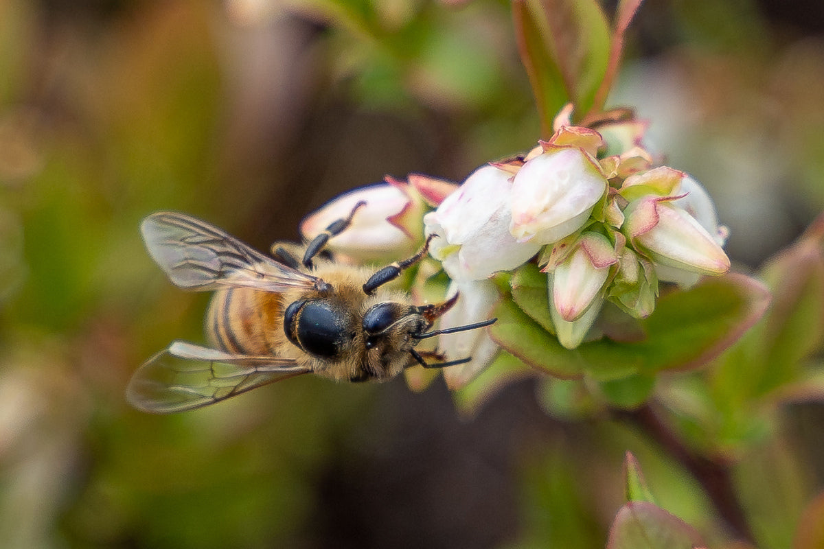 Maine’s Wild Blueberry Giant is Raising Millions of Native Bees