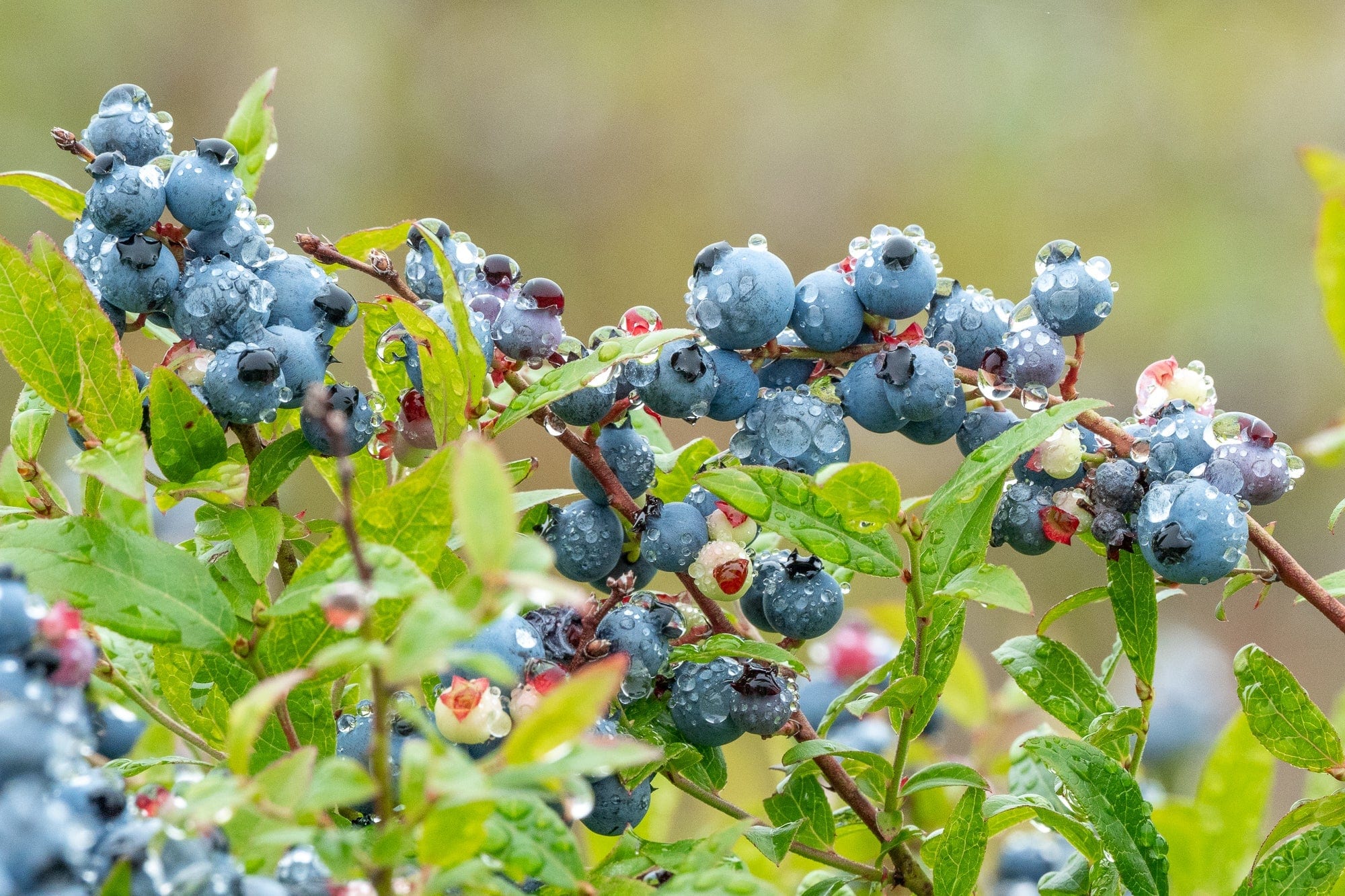 Clusters of ripe blueberries covered in water droplets hang from leafy branches, with a soft-focus green background.