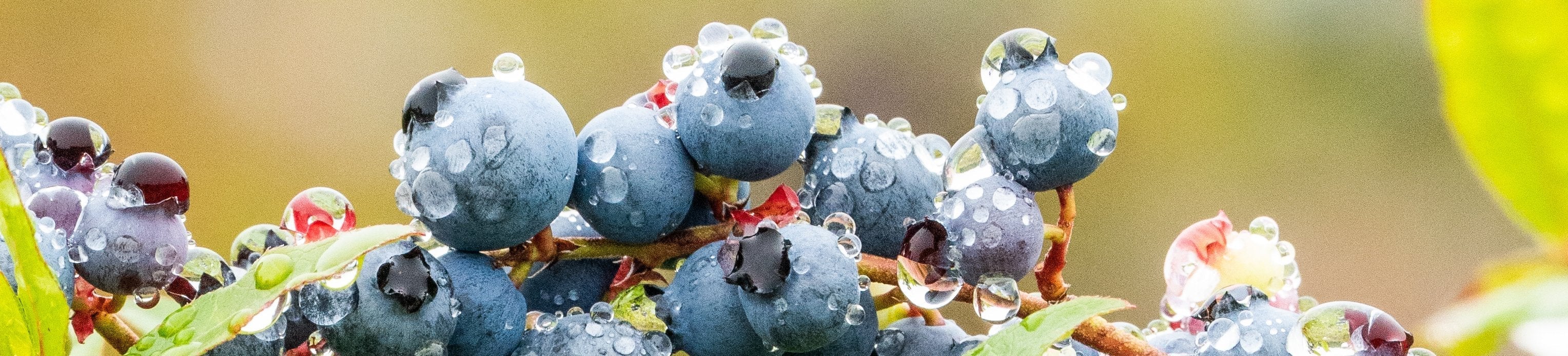 Close-up of a cluster of ripe blueberries on a branch, covered with water droplets.
