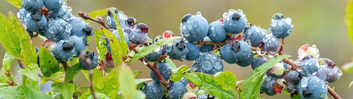 Close-up of ripe blueberries on branches with green leaves, covered in water droplets after rain.