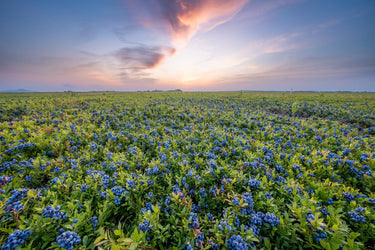 Sunset over a field of bluebonnets.