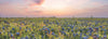 Sunset over a field of bluebonnets.