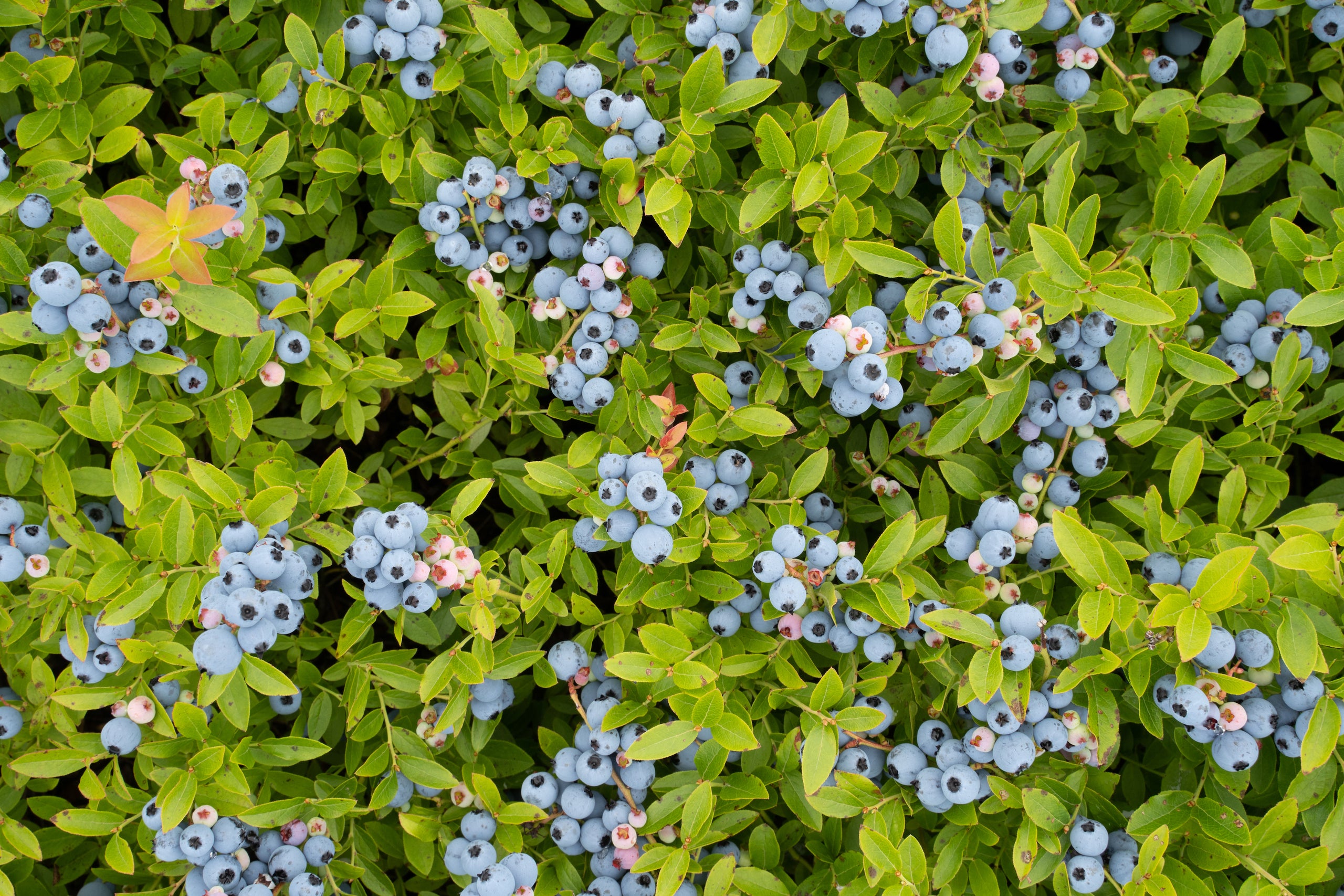 Wyman's Wild Blueberries