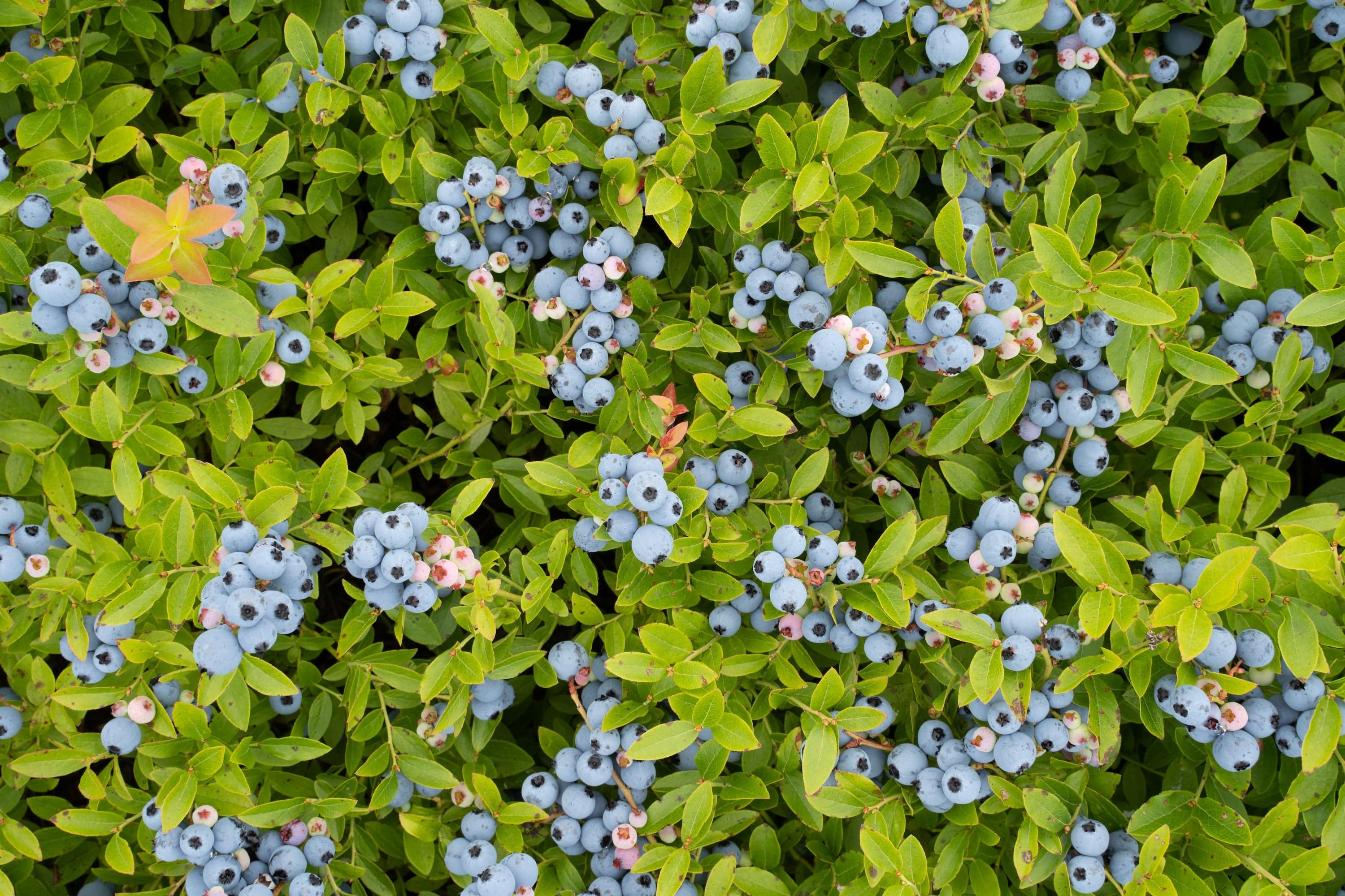 Clusters of ripe and unripe blueberries growing on dense green bushes, with vibrant green leaves and berries in shades of blue and pink scattered throughout the foliage.