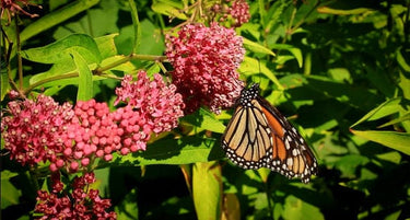 A butterfly on a flower.