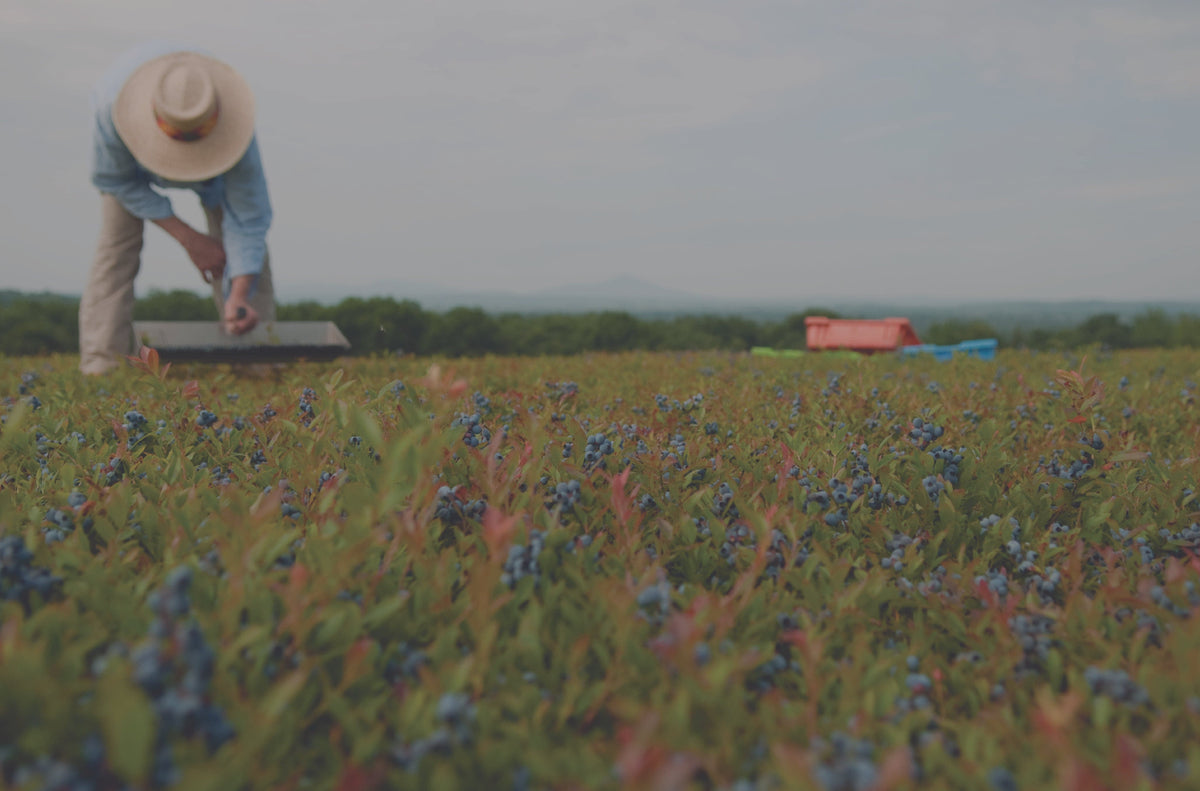 A person wearing a hat bends down to pick berries in a field filled with blueberry bushes. The background shows boxes and a distant landscape under a cloudy sky.