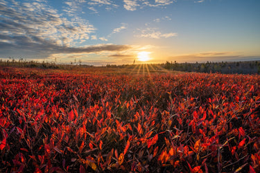 The sun is shining over a field of red plants.