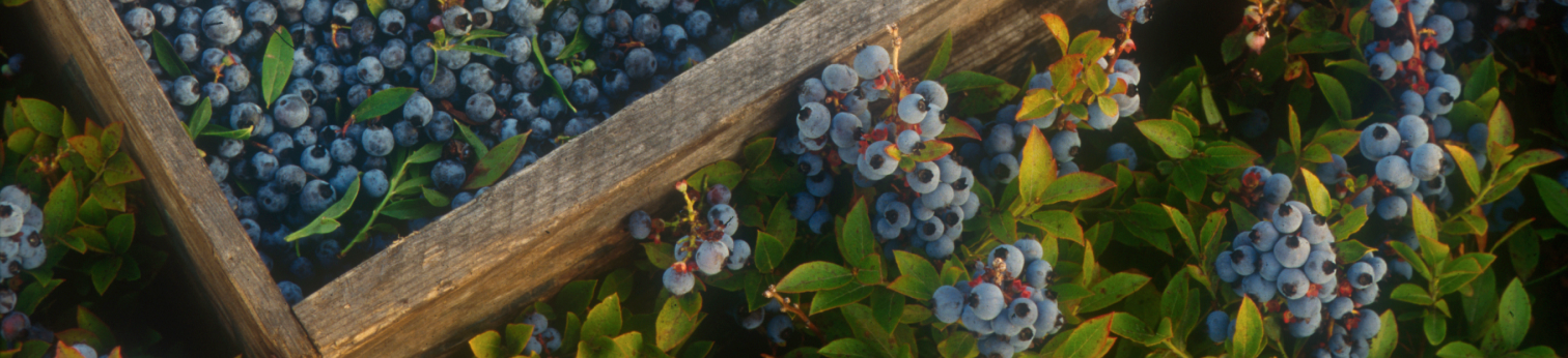 Blueberries growing on a wooden fence.
