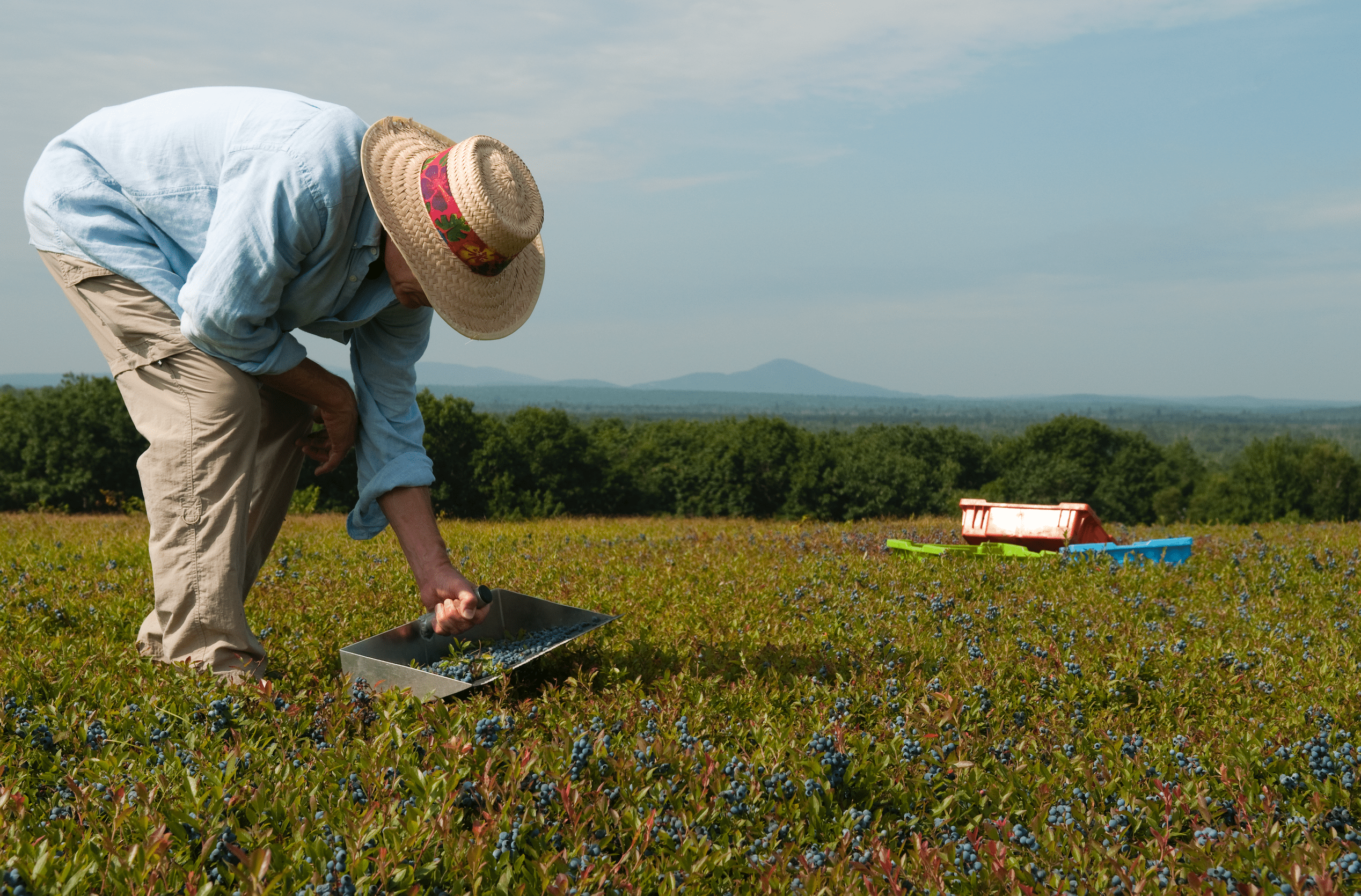 A person in a straw hat and blue shirt bends over to harvest berries in a field, placing them into a metal tray. Distant hills and trees are visible under a blue sky.