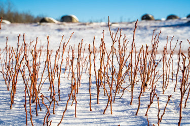 A field covered in snow with a lot of twigs.