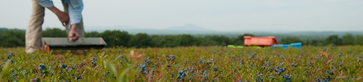 A person is bending down to pick blueberries in a field, with bins and a distant landscape visible in the background. The focus is on the berries and plants in the foreground.