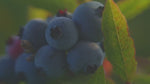 Wild Blueberry Health Benefits