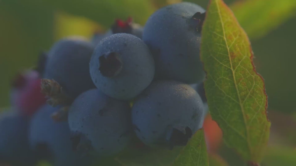 Wild Blueberry Health Benefits